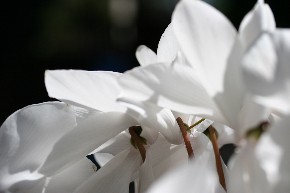 Bach-Blüten - Fotografin: Brigitte Herold