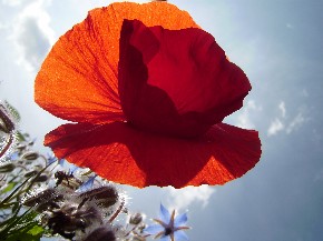 Bachblüten - Fotografin: Brigitte Herold