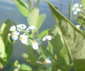 Bachblüte Water Violet - Fotografin: Alexandra Tolkemit