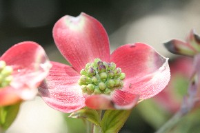 Bachblüten - Fotografin: Brigitte Herold